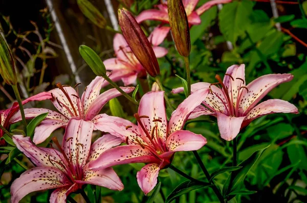 Selective Focus Shot Beautiful Stargazer Lilies Green Leaves Background — 스톡 사진