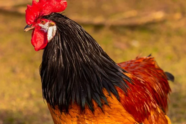 Galo Com Pente Vermelho Fundo Borrado — Fotografia de Stock