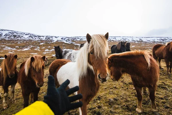 Hand Försöker Röra Shetlandsponny Ett Fält Täckt Gräs Och Snö — Stockfoto