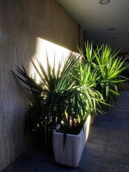 Bir Odada Cüce Palmetto Denilen Bitkilerin Dikey Görüntüsü — Stok fotoğraf
