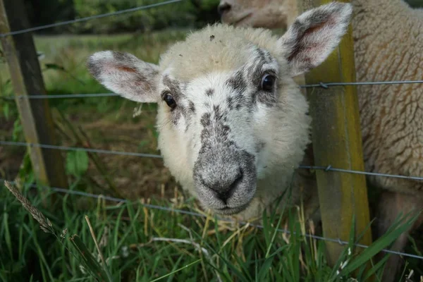 Closeup Shot Beautiful Sheep Gray Pattern Face Looking Camera Farm — 스톡 사진