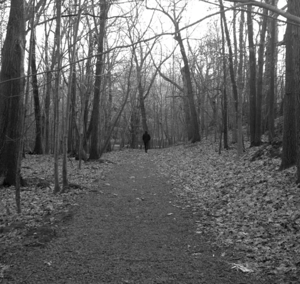 Grayscale disparou de um homem caminhando em um caminho na floresta cheia de árvores — Fotografia de Stock