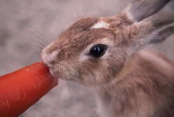 Nahaufnahme Eines Kaninchens Das Eine Möhre Mit Verschwommenem Hintergrund Frisst — Stockfoto