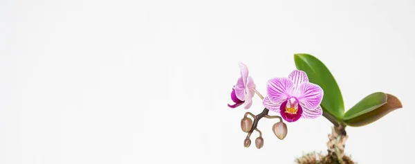 Een Prachtig Shot Van Een Bloem Genaamd Sander Phalaenopsis Een — Stockfoto