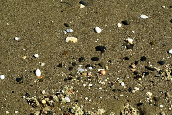 Caracóis e seixos de várias cores e formas colocadas na areia — Fotografia de Stock