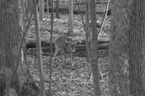 Cliché Niveaux Gris Cerf Milieu Forêt Plein Arbres — Photo