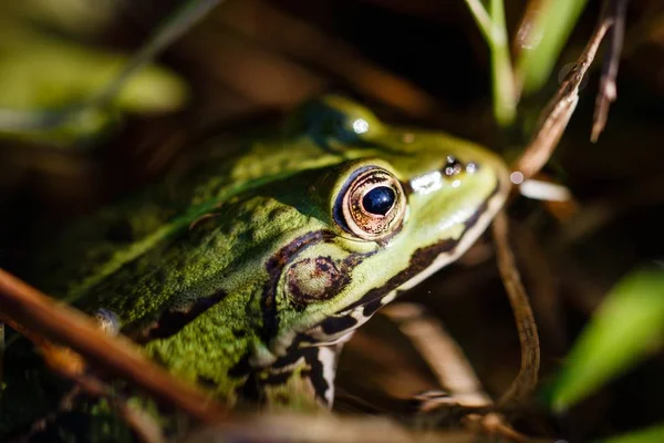 Closeup Shot Barking Tree Frog Intense Stare — 스톡 사진