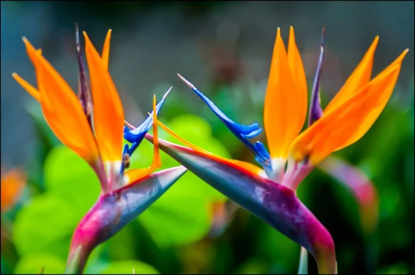 Una Selettiva Messa Fuoco Bellissimi Fiori Uccello Del Paradiso Con — Foto Stock