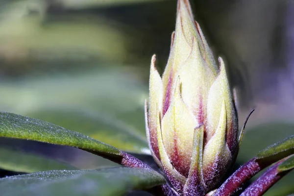 Крупним Планом Красивий Тропічний Квітковий Бутон Розмитому Тлі — стокове фото