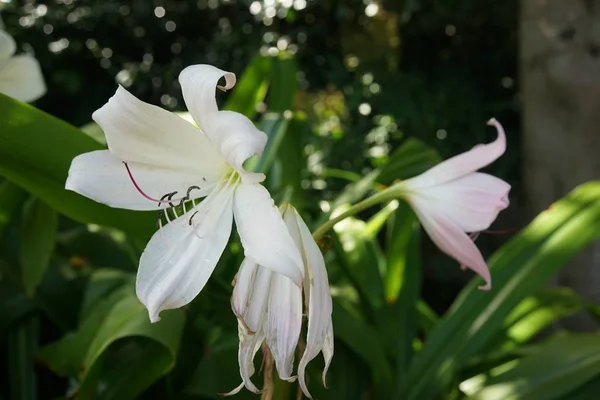 Cliché Belles Fleurs Blanches Dans Jardin Plein Plantes Par Une — Photo