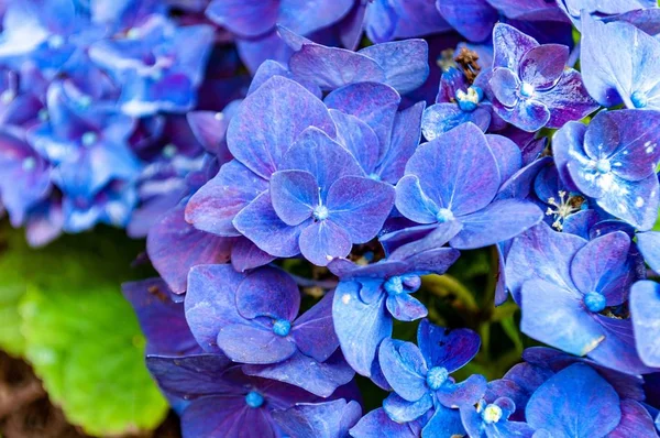 Primer Plano Hermosas Flores Hortensia Sobre Fondo Borroso —  Fotos de Stock