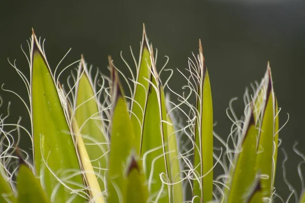 Zbliżenie Ujęcia Zielonych Roślin Agawy Rozmytym Tle — Zdjęcie stockowe