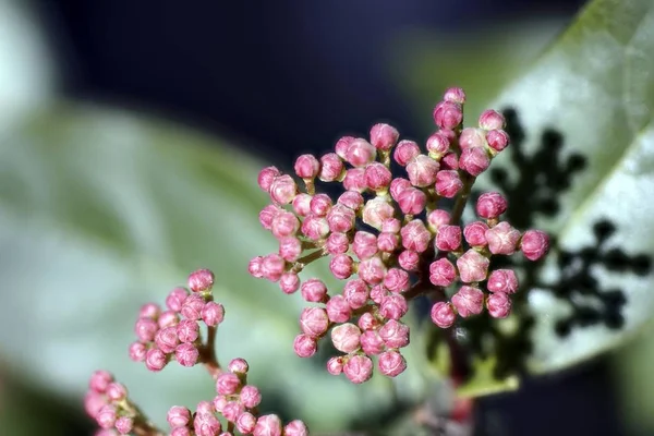 Närbild skott av vackra rosa rölleka blomma knoppar på en suddig bakgrund — Stockfoto