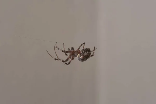 Closeup shot of a black spider hanging on the net with blurred background — Stock Photo, Image