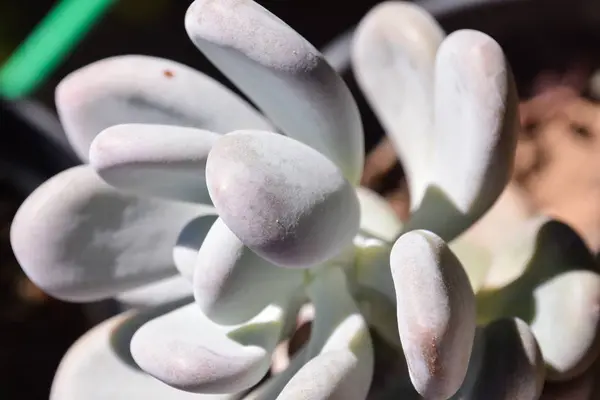 背景がぼやけている白い八面体多肉植物のクローズアップショット — ストック写真