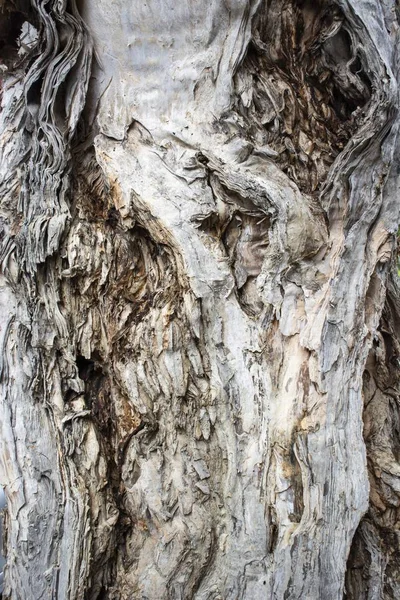 Closeup shot of a textured tree trunk — Stock Photo, Image