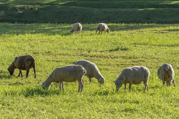 Ovejas Pastando Tierra Fértil Con Hierba Entorno Tranquilo Portugal Campo — Foto de Stock
