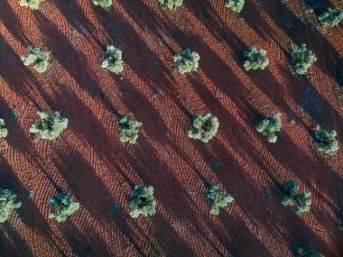 A zenith image of some olive trees in the morning. The ground has a reddish hue because it is clayey. clipart