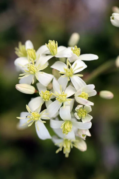 Pionowe Zbliżenie Zdjęcia Pięknego Kwiatu Clematis Recta Rozmytym Tle — Zdjęcie stockowe