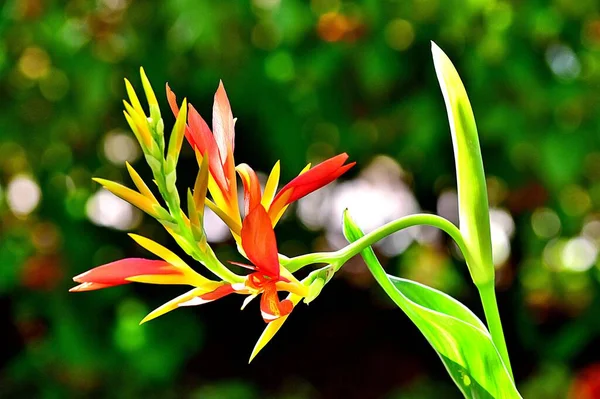 Een mooie tropische bloem — Stockfoto
