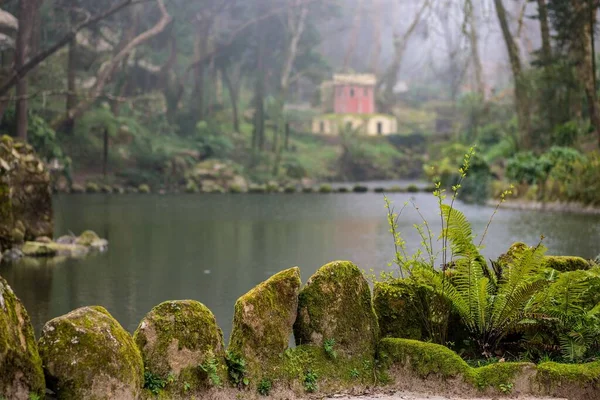 Primer plano de rocas cubiertas de musgos rodeadas por el lago y vegetación en un bosque — Foto de Stock