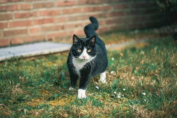 Lindo Gato Negro Mirando Cámara Hierba Delante Una Pared — Foto de Stock