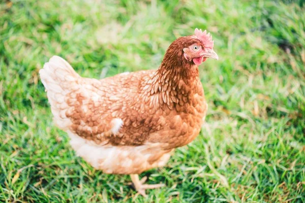 Cute Chicken Walking Grass Farm — Stok fotoğraf