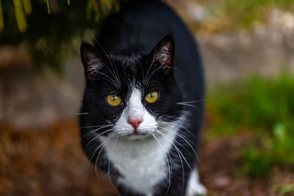 Eine Schöne Aufnahme Einer Niedlichen Schwarzen Katze Die Garten Die — Stockfoto