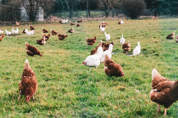 Поле Полное Цыплят Разных Цветов Ферме — стоковое фото