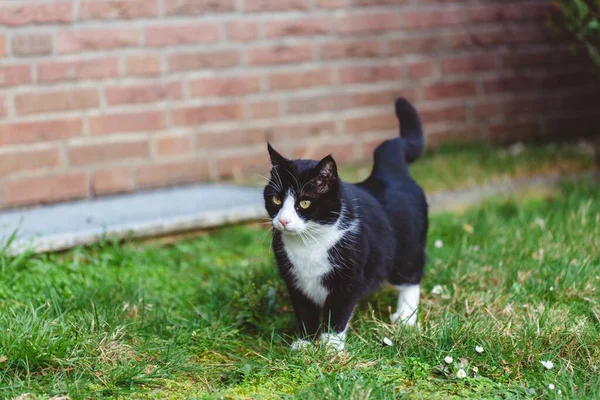Krásný Záběr Roztomilé Černé Kočky Trávě Před Zdí Červených Cihel — Stock fotografie