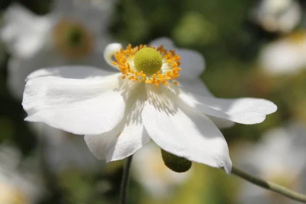 Closeup Shot White Anemone Flower Bright Yellow Anthers Radiating Center — Stock Photo, Image