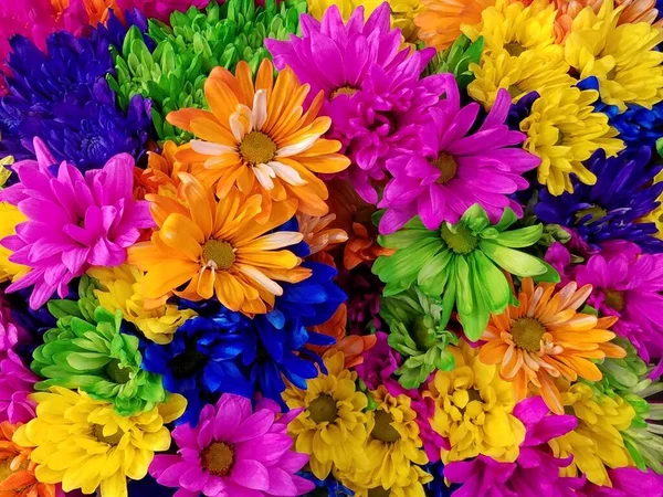 Group Very Colorful Chrysanthemums — Stock Photo, Image