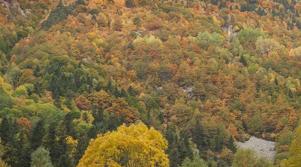 Uma Vista Hipnotizante Árvores Coloridas Numa Montanha Rochosa Outono Espanha — Fotografia de Stock