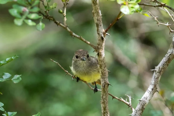 Malý Roztomilý Ptáček Usazený Větvi Stromu Galapágách Ekvádor — Stock fotografie