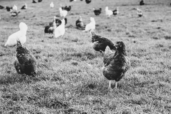 Ein Grauer Schuppenschuss Von Hühnern Auf Dem Gras Auf Den — Stockfoto