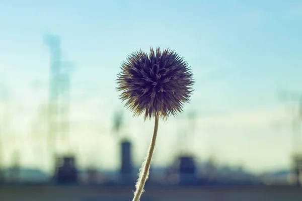 Selective Focus Shot Dandelion Morning — Stock Photo, Image