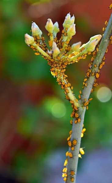 Χιλιάδες Αφίδες Ένα Φυτό Από Χόρτο — Φωτογραφία Αρχείου