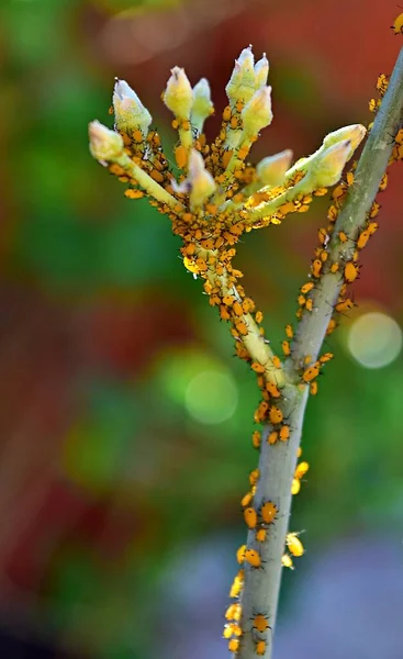 Thousands Aphids Milkweed Plant — Stock Photo, Image