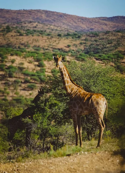 Cute giraffe staring at the camera with mountains and trees in the background