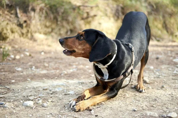 Cão Bonito Cão Caça Grego Preto Jogando Uma Área Deserta — Fotografia de Stock