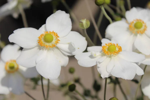Closeup Shot Anemones White Petals Yellow Center — Stock Photo, Image