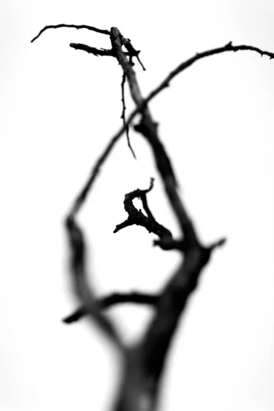 Closeup Greyscale Shot Leafless Tree Branch Blurred Background — 스톡 사진