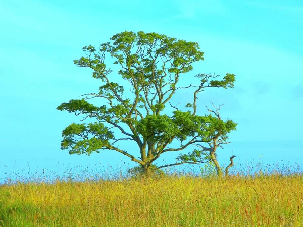 Hermoso Árbol Verde Campo Con Cielo Azul Vibrante Fondo — Foto de Stock