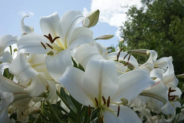 Closeup Shot White Lilies Garden Blue Sky — Stock Photo, Image