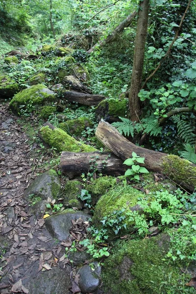 Sentier Travers Les Bois Avec Quelques Bûches Tombées — Photo