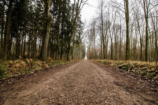 A beautiful shot of a forest road in a gloomy sky
