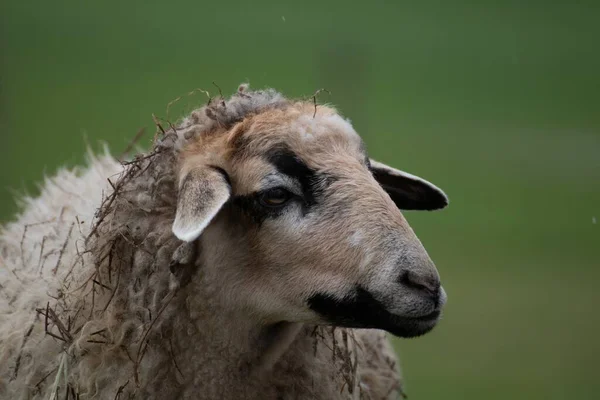 Een Close Shot Van Een Schaap Met Een Wazige Achtergrond — Stockfoto