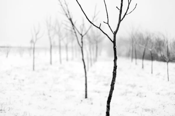 Cliché Échelle Grise Arbres Sans Feuilles Dans Une Zone Enneigée — Photo