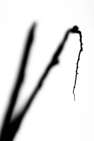 Крупним Планом Сірий Знімок Гілки Листяного Дерева Розмитому Фоні — стокове фото