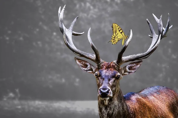 一只麋鹿头和一只黄色蝴蝶 背景模糊 — 图库照片